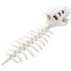 Generico Peluche costume scheletro di dinosauro | Copricapo di dinosauro portatile | Maschera da teschio Dino con colonna vertebrale | Giocattolo fossile realistico per Halloween e cosplay, 80/120 cm.