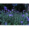 Generic petunie messicani di sementi Ruellia brittoniana 'Blue Star' 30 semi!
