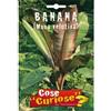 Floriana-Bulbose Semi - Banana (Musa velutina)