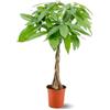 Générique Attitude Jardin - Pachira aquatica - pianta d'appartamento - bassa manutenzione - 70-80 cm - ⌀ 17 cm - money tree