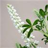Generic semi di lupino - recisi da balcone arredamento del soggiorno di biologiche da esterno rampicante rara giardino Aiule rialzate per il giardino 200pcs