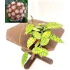 POWERS TO FLOWERS - HOYA CALLISTOPHYLLA, pianta vera