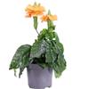 eGarden.store Pianta di Crossandra infundibuliformis Fortuna o Fiore del Fuoco pianta ornamentale tropicale da esterno o interno pianta vera fiore arancione venduta da eGarden.store