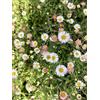 Generic 6 x Erigeron Karvinskianus - Vaso a fascio sottile, 9 x 9 cm