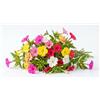 Generico Semi Bella di Notte in Miscuglio | Fiori Profumati Serali Multicolore | Alta Germinazione | Semi Ornamentali | Ideali per Giardino, Balcone e Vasi