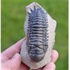 Trilobite - Crotalocephalina (Crotalocephalus) Gibbus - Devoniano - Marocco