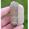 Trilobite - Crotalocephalina (Crotalocephalus) Gibbus - Devoniano - Marocco