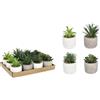 BIZZOTTO VASO PIANTINA KENIA ASSORTITA 0173181