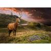 murando - Carta da parati Cervo Animali 350x256 cm Fotomurali in TNT Murale alla moda Decorazione da Muro XXL Poster Gigante Design Cameretta Carta per Pareti Soggiorno Paesaggio Natura g-B-0220-a-a