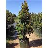 Vivaio di Castelletto Magnolia grandiflora Gallisoniensis pianta sempreverde in vaso ø22/24 cm h 50/70 cm Vivaio di Castelletto