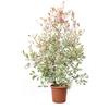 KENTIS - Photinia × Fraseri 'Pink Marble' - Pianta di Fotinia - Piante Vere da Esterno Resistenti - Pianta da Siepe da Giardino - H 125-150 cm Vaso Ø 30 cm