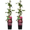 Bloomique - Set di 2 - Clematis 'Ville de Lyon' - Clematide - Rosa scuro - Rampicante - Resistente al freddo - Alte 50-70 cm - Vaso 15 cm