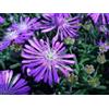 Generic 50+ graines de glace violette Delosperma Cooperii/graines de fleurs vivaces: graines
