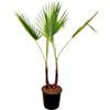 AMDGarden Pianta di Palma Washingtonia Robusta Palma Messicana 2 Tronchi in Vaso 18 cm Sempreverde