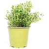 mgc24 Majoran, piante fresche vere erbe aromatiche in vaso da 14 cm, origanum majorana, altezza ca. 10 cm