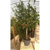 Vivaio di Castelletto Melograno da frutto Punica granatum Wonderful pianta in vaso ø35 cm h. 180/200 cm Vivaio di Castelletto