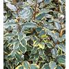 Vivaio di Castelletto Eleagno variegato Eleagnus x ebbingei Limelight pianta in vaso ø18 cm Vivaio di Castelletto