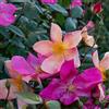 Rose Barni Rosa Chinensis Mutabilis, pianta viva di Rose Barni®, rosa antica in vaso effetto massivo di color giallo zolfo, arancio e rosso cremisi, ideale per siepi e cespugli vigorosi, rifiorente cod. 75209