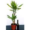 POWERS TO FLOWERS - DRACENA YELLOW COAST 2 TRONCHI, pianta vera