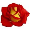 Rose Barni Ketchup & Mustard®, rosaio vivo Rose Barni®, rosa in vaso rossa e gialla, pianta folta e compatta, habitus rotondo, adatta alla coltivazione in vaso, rifiorente fino autunno inoltrato cod.72056