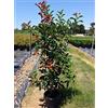 Vivaio di Castelletto Pianta adulta Photinia Fraseri Red Robin Fotinia da siepe PROMOZIONE 18 piante in vaso 2 litri h 70/100 cm Vivaio di Castelletto