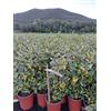 Vivaio di Castelletto Eleagno variegato Eleagnus x ebbingei Viveleg pianta in vaso ø19 cm h 50 cm Vivaio di Castelletto