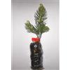 Generic Portal Cool Majestic Blue Abete Picea Albero di Natale Plug-n