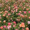 Rose Barni Cubana®, rosa viva di Rose Barni®, rosa in vaso rifiorente, fiori multipli, profumo delicato, colore pesca intenso, cod. 73530