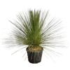 AMDGarden Pianta di Albero d'Erba Messicano DASYLIRION LONGISSIMUM in vaso 18 cm AMDGarden