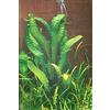 AquaPlants Cryptocoryne Hudoroi - molto rara pianta
