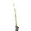 Bloomique - Equisetum Japonicum - Coda di Cavallo Giapponese - Pianta Acquatica - Pianta da Stagno - Resistente al Freddo - Alta 20-30 cm - Vaso 9 cm