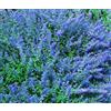 Generic Nepitella BLU Nepeta Mussinii - 500 Semi sfusi