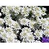 Rekwiat Evergreen Candytuft, semi di Candytuft perenni - Iberis sempervirens