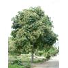 Vivaio di Castelletto Parasole cinese Firmiana simplex pianta in mastello ø50 cm h. 4 mt e oltre cfr. tronco 22/24 cm