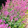 Generic valeriana - selvatiche in aiuole rialzate biologiche giardino giardino roccioso interno 350semi