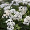 le Georgiche Vivai le Georgiche - Pianta vera di Spiraea japonica Albiflora Spirea giapponese 'Albiflora' - vaso Ø 17 cm - altezza alla vendita 10-15 cm