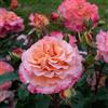 Rose Barni Augusta Louise®, rosa viva di Rose Barni®, rosa in vaso rifiorente, fiori grandi a coppa, profumo intenso, colore sfumato salmone e albicocca, cod. 71315