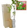 FINCA CASAREJO Lagerstroemia Indica - Albero di Giove - Specie ornamentale - Fioritura primaverile - Giovane germoglio di 30 cm ricevuto in una scatola di legno riutilizzabile - 2 unità