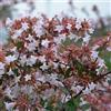 PianteWeb 40pz Pianta Abelia Grandiflora