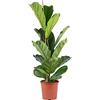 Flowerbox Fico a foglia di violino - Ficus Lyrata - Altezza ca. 100 cm, Vaso-Ø 21 cm