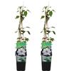Bloomique - Set di 2 - Clematis 'Miss Bateman' - Clematide - Bianca - Rampicante - Resistente al freddo - Alte 50-70 cm - Vaso 15 cm