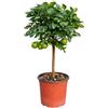 Generico Pianta di Lime del Mexico (vaso - 20) - Immagine reale
