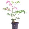 eGarden.store Pianta vera di Dicentra Sectabilis o Lamprocapnos Spectabilis o Cuore di Maria fiori vari colori ornamentale da esterno venduta da eGarden.store