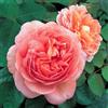 Vivaio Garden Forest Rosa Abraham Darby® - Le Rose di Firenze, Rosa Inglese Profumata a Grandi Fiori, Pianta Ornamentale Rifiorente, Foto Reali