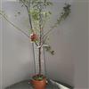 SAVINI VIVAI L'ARTE DI FARE NATURA SAVINI VIVAI Pianta di Ciliegio Burlat Piante da Frutto in Vaso 22-24 cm 2-3 Anni Altezza 130-150 cm Made in Italy