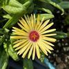 Generic Semi di delosperma decorazioni giardino esterni balcone precoce semi di al coperto balcone 500pcs
