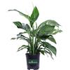 eGarden.store Pianta di Spatifillo Pianta di Spathiphyllum pianta da inerno pianta da fiore bianco pianta ornamentale di Spatifillo pianta vera venduta da eGarden.store (Vaso 17 cm)