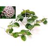 POWERS TO FLOWERS - HOYA KRINKLE XL, pianta vera
