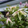 le Georgiche Vivai le Georgiche - Pianta vera di Clematis montana Marjorie Clematide montana var. rubens 'Marjorie' Clematide - vaso Ø 17 cm