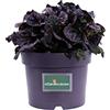 eGarden.store Pianta di Bugola Pianta di Ajuga Reptans Pianta di Erba di San Lorenzo pianta da esterno pianta tappezzante pianta ornamentale pianta vera venduta da eGarden.store (Ajuga Reptans Black Scallop)